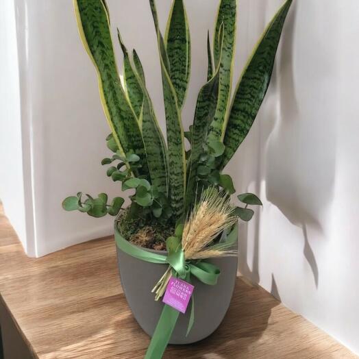 Sansevieria