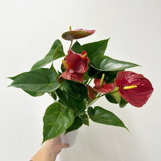 Anthurium