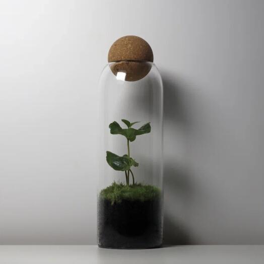 Florarium Coffee Arabica Classic Glob