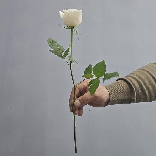 The White Rose