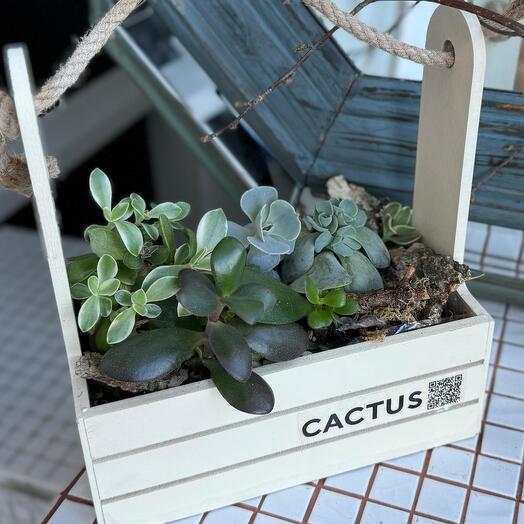 Деревянный ящик с суккулентами