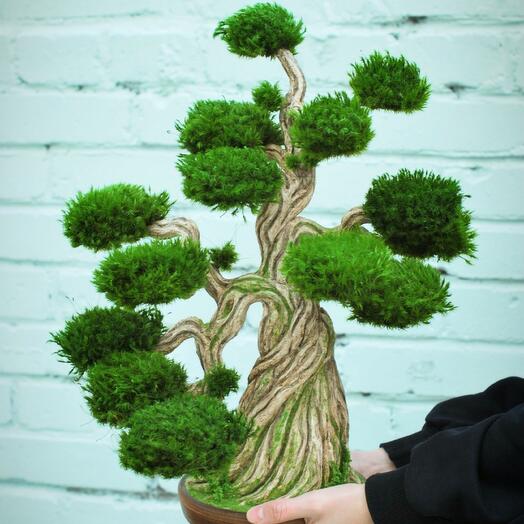 Бонсай без ухода ручной работы