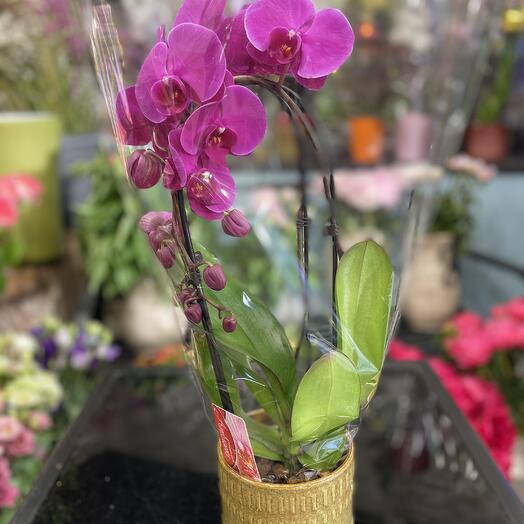Sublime Orchidee