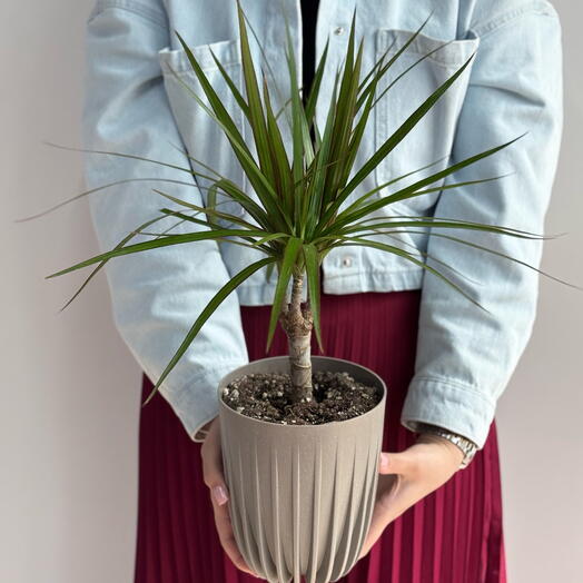 Драцена пересаженная в кашпо