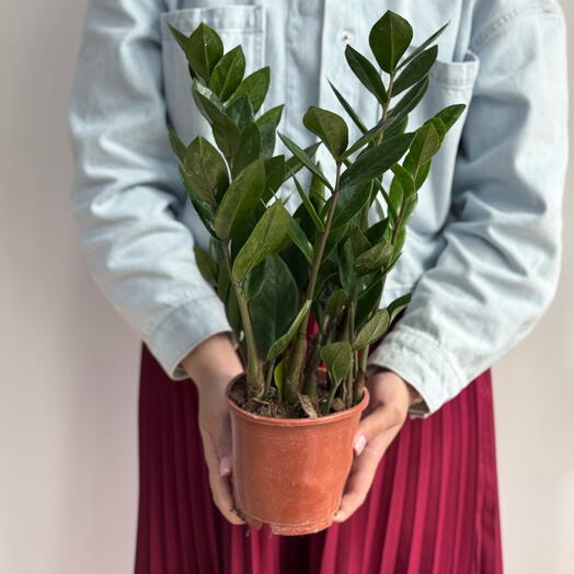 Замиокулькас 12/45