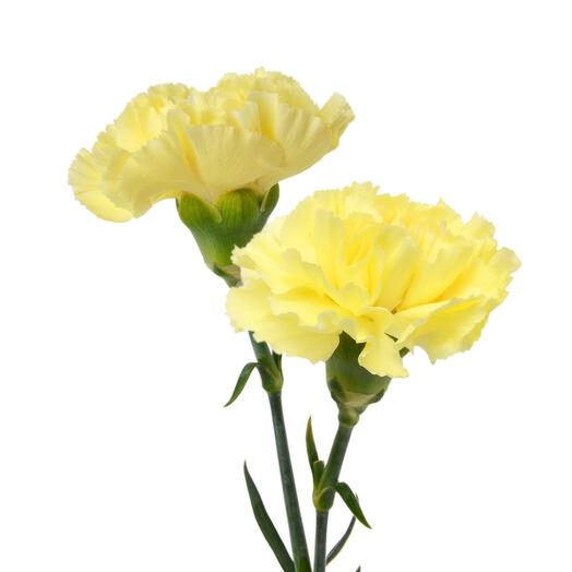 Carnation Yellow
