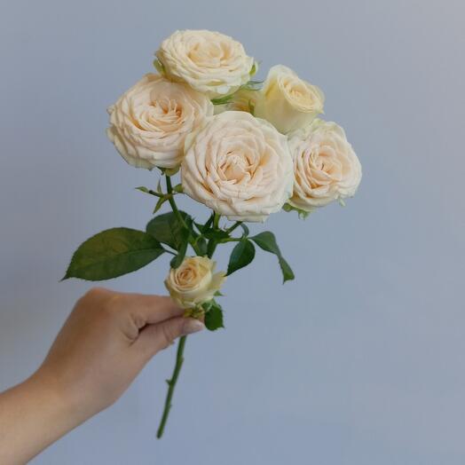 Пионовидные кустовые розы Софи/Доставка цветов Уфа/Цветы Уфа/Цветы в Уфе