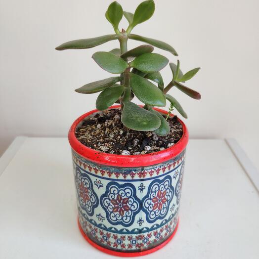 Денежное дерево (толстянка)🌱