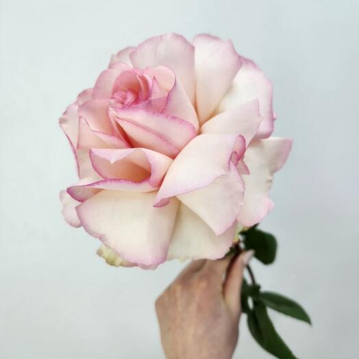 Peony Rose Shimmer 60cm