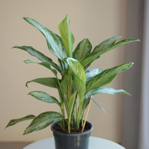 Аглаонема