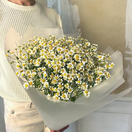 Букет матрикария ромашка, 15 шт