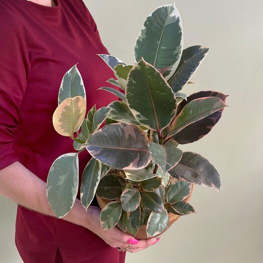 Фикус Эластика «Руби» в керамическом горшке