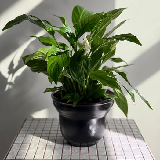 Спатифиллум пересаженный в керамическое кашпо