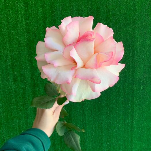 Французская Роза Софи Лорен Нежно розовая💕