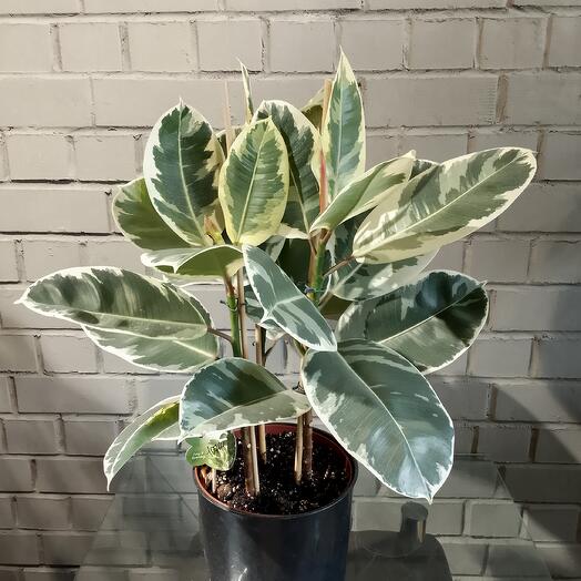 Фикус каучуконосный