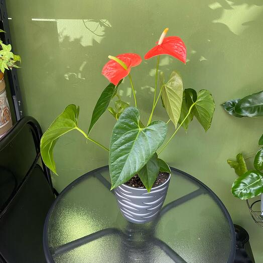 Антуриум оранжевый