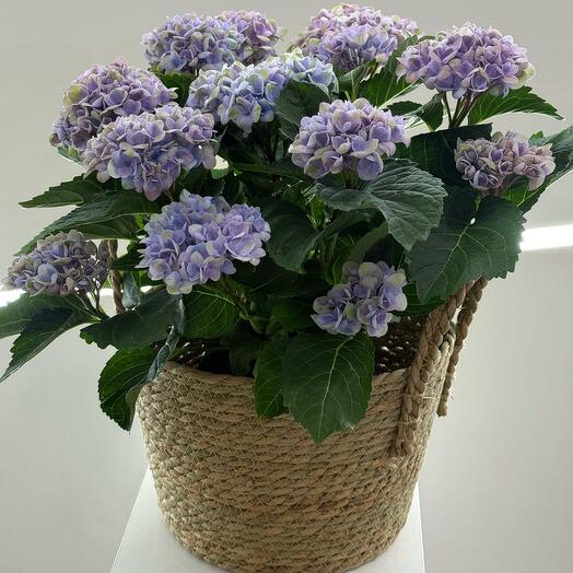 Гортензия в корзине 2.0