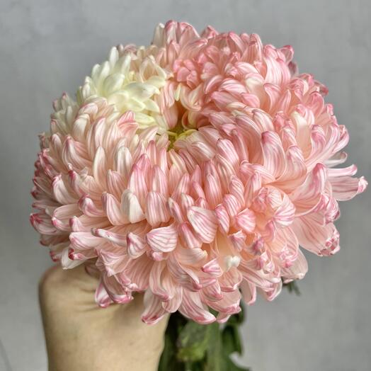 Хризантема  шар «Сочи»