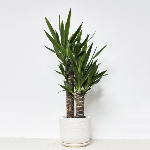 Юкка 2 ствола в белом керамическом горшке с поддоном, высота 70-75см