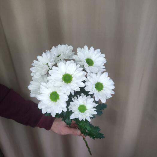 Хризантема кустовая