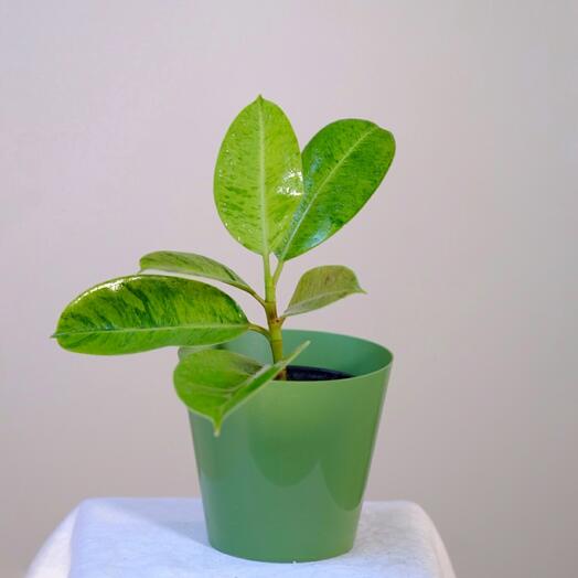 Фикус Эластика 1