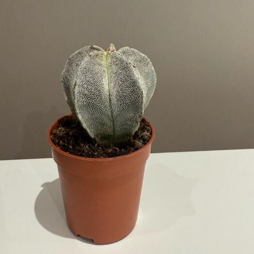 Комнатное растение Астрофитум