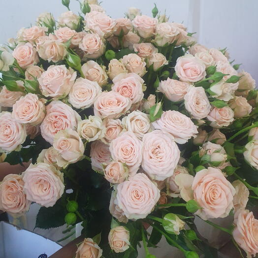 Пионавидные розы 🌹