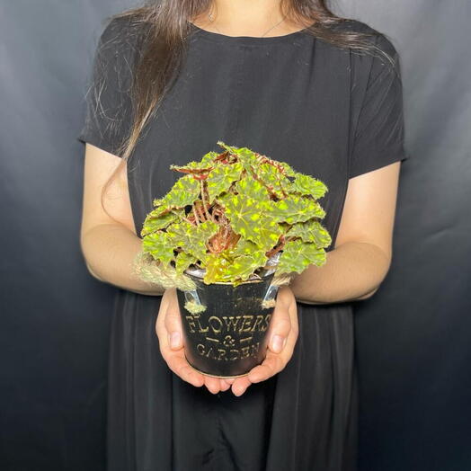 Бегония тигровая в металлическом подарочном кашпо