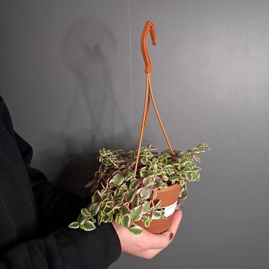 Крассула Маргиналис зеленая