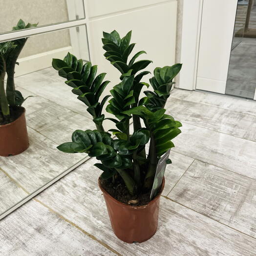 Zamiokulkas transplanted