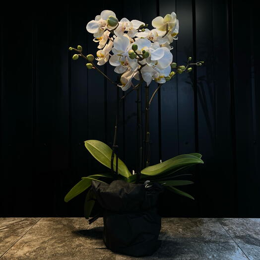 Orquidea blanca