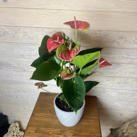 Антуриум Royal Pink в керамическом горшке