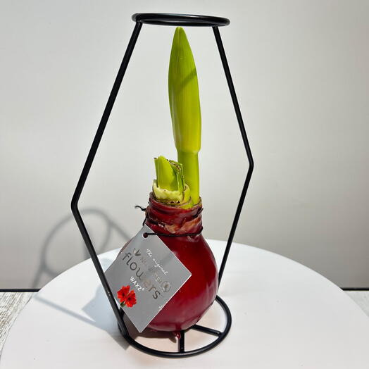 Луковица Амариллиса в воске красная в металической оправе (Голландия)