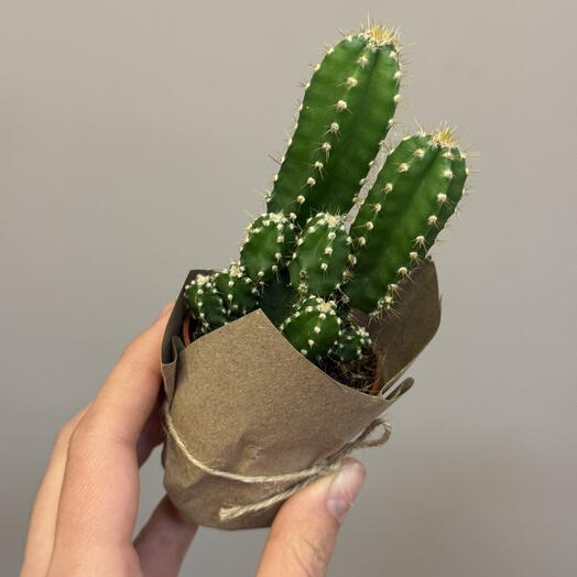 Кактус небольшой