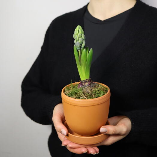 Гиацинт в керамическом горшке