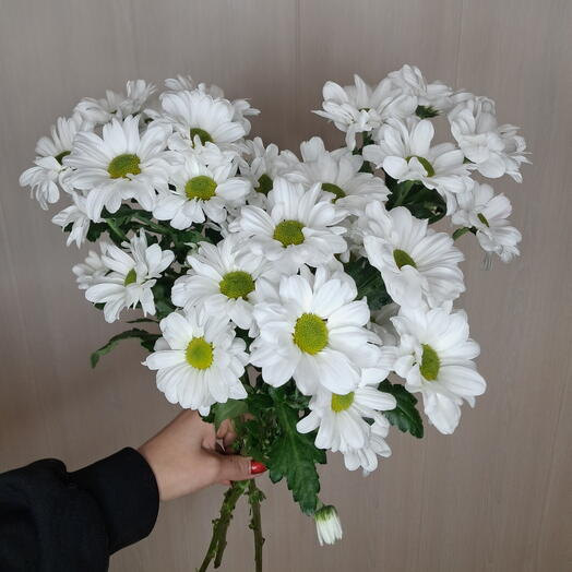 Хризантема Кеннеди 3