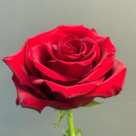 Высокая Роза 🌹