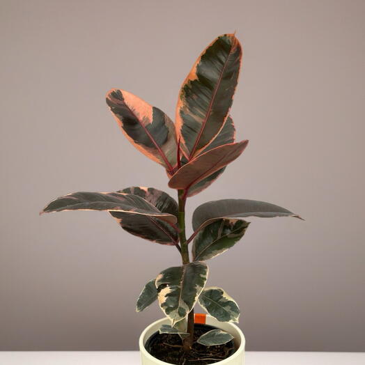 Фикус (FICUS EL MIX)️