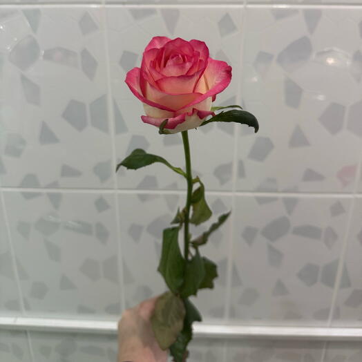 Роза Джумилия