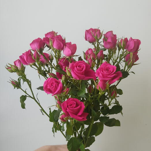 3 малиновые кустовые розы с лентой