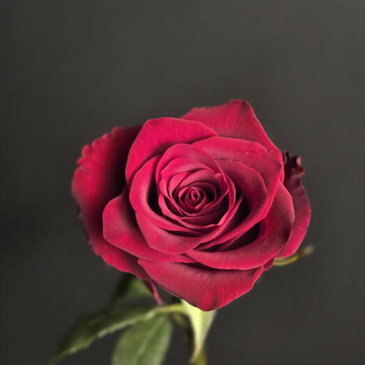 Red rose / red rose / red rose