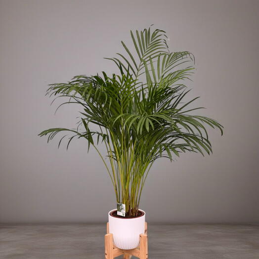 АРЕКА (DYPSIS  LUTESCENS)  пальма
