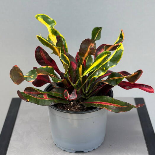 Кодиум (CODIAEUM GEMENGD 15/40)