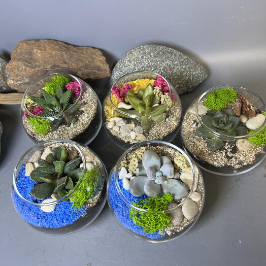 Набор из пяти ярких мини-флорариумов подарки сотрудникам и коллегам
