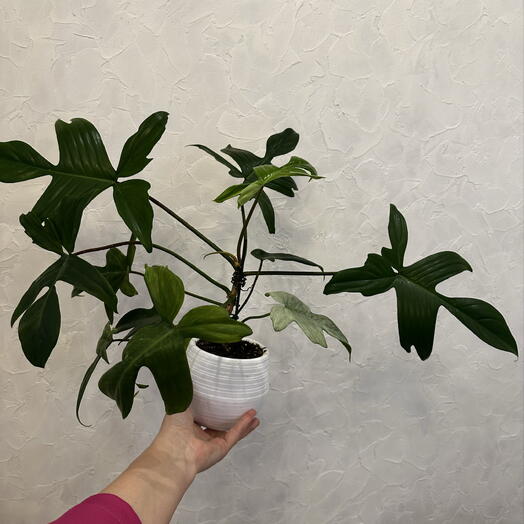 Филодендрон Флорида хост Philodendron Florida Ghost