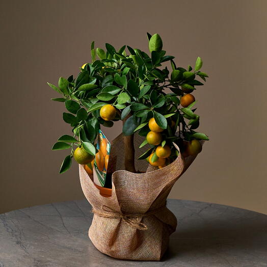 Комнатное растение "Мандариновое дерево" h 40 см, d 20 см