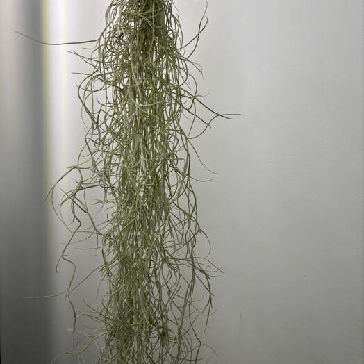 Тилландсия воздушная