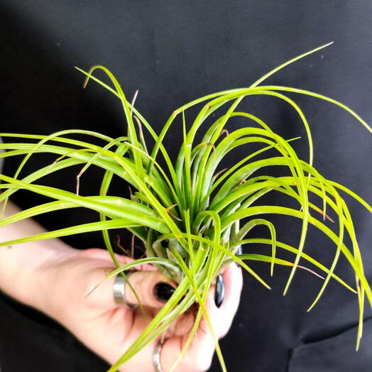Тилландсия Меланократер Грин (Tillandsia Melanocrater Green)