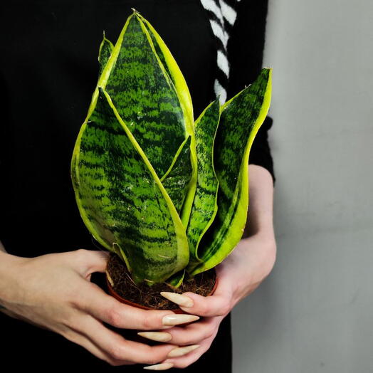 Сансевиерия Футура Суперба (Sansevieria Futura Superba) D9см
