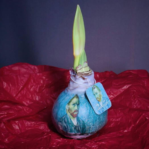 Луковица амариллиса в воске с рисунком "Ван Гог"